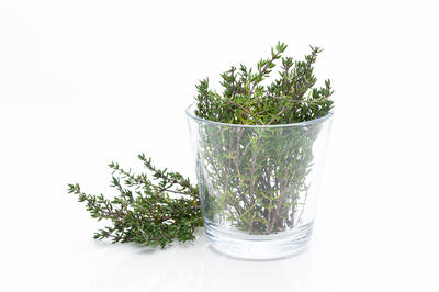 Thyme Thyme