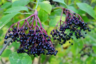 elder-1609129_1280 elder-1609129_1280
